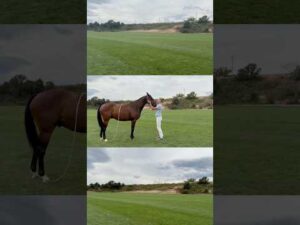 Life is better with a polo pony by your side ❤️